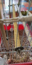 Juguetes Para loros, jaula para percha para pájaros soportes para loros, plataforma para masticar, juguete para masticar, pata de afilar, limpiar, juguetes para pájaros para morder, Color aleatorio, 1 unidad