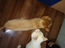 Pet-Cat-Clippers Haircut-Machine Electrical-Grooming-Trimmer Professional Dogs Animals