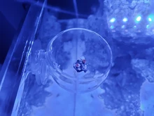 Potted Aquarium-Accessories Glass-Pot Planting-Cylinder Crystal Fish-Tank Nicrew Polka-Water