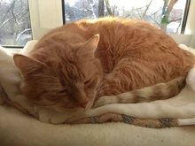 Automatic Smart Cat Toys Ball Interactive Catnip USB Rechargeable Self Rotating Colorful