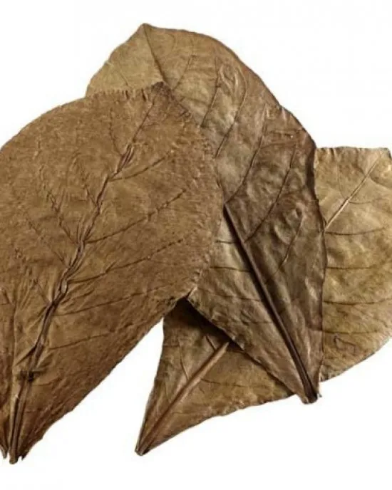 

Catappa leaves 5 pcs for betta water conditioner and food for shrimps