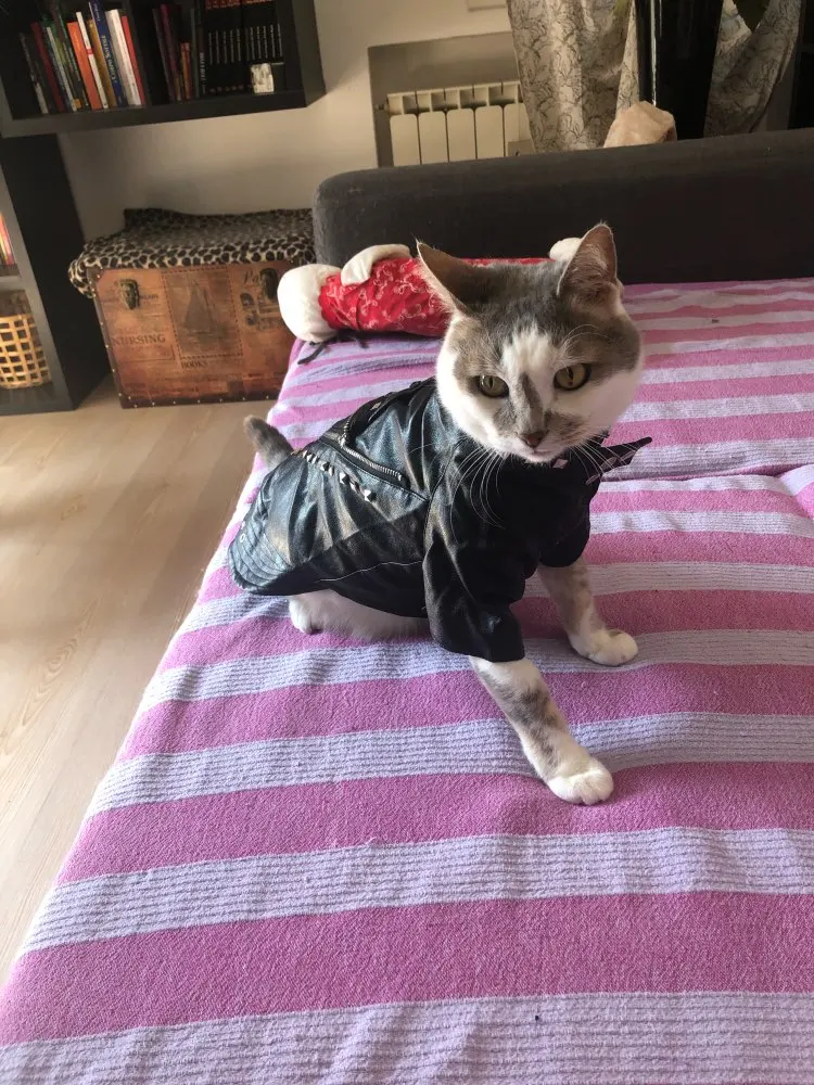 Leather Jacket for Cats In Black Color Nurturing Pets