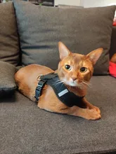 Harness Vest Leash Lead Puppy-Dogs-Collar Cat Dog Adjustable Small Walking for Polyester