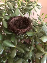 Nest Bird-Cage Prop-Bird Photography-Props Vintage-Decoration Optical-Store Creative