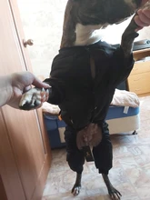 Dog-Coat Winter HOOPET for Dogs Clothing Warm Christmas Big