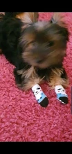 4 unids/set zapatos para perros pequeños perros mediano invierno de algodón Anti-slip dibujos animados zapatos calcetines Chihuahua antideslizante invertida de la cubierta del zapato