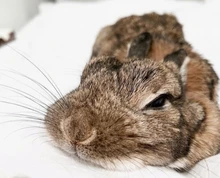 Brocas de tungsteno para manicura, taladro eléctrico para máquina de limas, pulidor de uñas, accesorios de equipo de arte de uñas