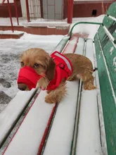 Harness-Leash Vest Traction-Rope Chest-Strap Adjustable with L/XL