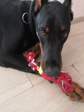 Cuerda para perro de compañía de algodón para masticar, juguete para mascotas con forma de bola de hueso, nudos, limpieza de dientes para perros pequeños, medianos y grandes, 5 tipos