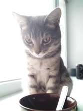 De acero inoxidable Infusor de té Esfera de especias colador de bola de té de malla de filtro Infusor de té coladores de cocina herramientas theezeef