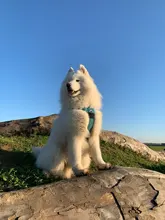 Truelove Front Nylon Dog Harness No Pull Vest Soft Adjustable Safety Harness For Dog