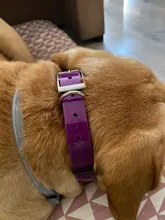 Collar para perro desodorante y resistente al agua de TPU y nailon, fácil limpieza, de alta calidad, suministros para mascotas, 7 colores, de moda