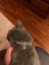 Collar con huellas de gato para hombre, Gargantilla con incrustaciones de diamante para perro, Collar elástico de Color variado para perro y gato, joyería