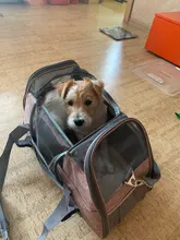 Pet-Bag Chihuahua Portable Pets-Handbag Dog Mesh Cat