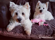 Calamar bonito y pequeño sonido de juguete de perro BB, mascota de peluche, cuerda de perrito, mordedores de juguete con sonido rosa para gato