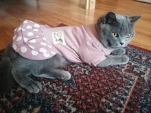 Dog-Dress Dogs-Skirt Yorkshire Summer Chihuahau Dot 