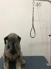 Correa de nailon duradera para perros, arnés de cuerda con Clip de bloqueo para mascotas, para mesa de aseo, brazo de baño, 1 unidad, envío directo