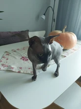 Tapas de uñas suaves para gatos y mascotas, Protector de uñas de silicona, pegamento adhesivo gratis, tamaño XS, S, M y L, 100 unids/lote