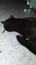 Toothpaste-Branch Cat-Snacks-Sticks Cleaning-Teeth Natural-Catnip Matatabi Silvervine