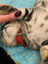 Collar de gatito con diamantes de imitación para gatos, accesorios para Collar de gatito, productos de liberación rápida para perros pequeños, accesorios para cachorros
