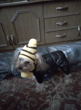 Pet-Puppy-Accessories Socks Hats Cat-Products Dogs-Knitted Small Chihuahua Little Winter