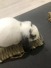 Bed-Mat Chew-Toy Nest Hamster Cage-Safe Pets-House Rabbit-Woven-Bed Guinea-Pig Pet-Supply