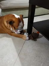 Dog-Toys Chew-Supplies Puppy Sound Dogs Wild Plush Cleaning Teeth Cartoon for Goose Resistance-To-Bite-Squeaky