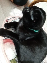 Collier-Collar para gatos con estampado de pata, correa de nailon ajustable para el cuello, para gatos