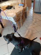 Lead-Rope Leashes Running-Rope Dog-Collar Rottweiler Labrador Reflective Durable Strong