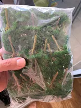 20 árboles de modelo a escala mixto, tren, parque, paisaje ferroviario, disposición, medidor HO N Z