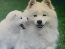 V***h