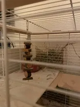 Wooden Hanging Exercise Chinchilla Pet Supplies Chew Toy Guinea Pigs For Hamster Rabbit