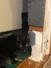 Self-Groomer-Toy Massage-Device Cat Catoy Pet-Cat with for Hair-Removal-Brush Dogs Comb