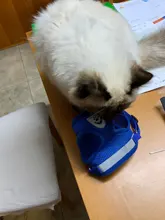 Arnés y correa reflectantes para gato, ropa transpirable a prueba de Escape para mascotas, chaleco ajustable de fácil Control