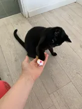 pawstrip Soft Fleece False Mouse Cat Toys Colorful Feather Funny Playing Toys For Cats