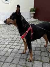 Vest Harness Leash-Set Dogs No-Pulling Padded-Reflective Pet-Dog Nylon Adjustable And