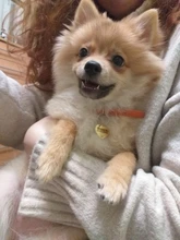 Collar-Accessories Dog-Tag Engraved-Tel Sex-Name-Tag Dogs Kitten Pupp Pet-Dog Stainless-Steel