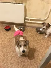 Pet-Physiological-Pants Underwear Diapers Dog Washable Female Short Puppy for Small Doggie