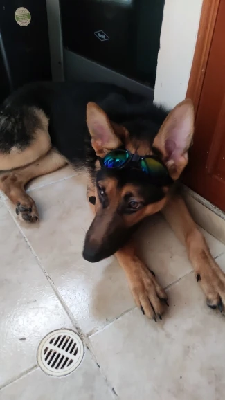 DogMEGA Foldable Dog Sunglasses UV Protection photo review