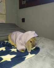Warm Pet Clothes For Cats Clothing Autumn Winter Clothing for Cats Coat Puppy Outfit