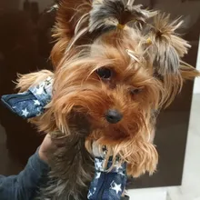 Puppy-Boots Pet-Shoes Lovely Dogs Snow Anti-Slip Zipper Winter Warm Denim Lets Casual