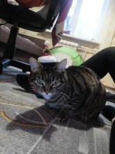 Costume Pet-Hat Pet-Cosplay-Clothes Christmas Cat Cute Dog Party-Decoration Glitter Elastic