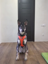 Vest Harnesses Pet-Accessories Husky Adjustable Breast-Band Reflective Large Dog 