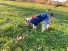 Sweatshirt Coat Puppy Yorkies Dog Chihuahua Cotton Fish-Bone-Print for Small Cats Cozy