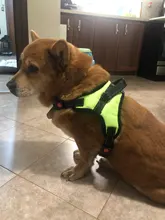 Harness Vest Pets-Accessories Chest-Strap Dog Pet-Large Walk-Out Soft for Medium