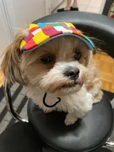 Sombrero perro mascota gorra de béisbol gorra de moda para perros de gorro de lona para perro Chihuahua Yorkshire 11 colores
