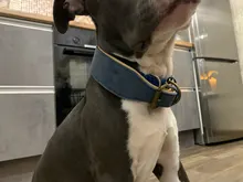 Dog-Collar Bulldog German Shepherd Wide-Leather Padded Pet-Dog Perro Soft for Medium