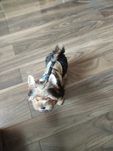 Abrigo para perros pequeños, ropa cálida para mascotas, tipo chaleco, ideal chihuahua, para invierno