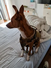 Molle Vest Panels Dog-Harness Dogs Military-Working Training Rubrab Tactical Metal 