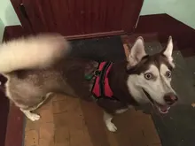 Medium Large Dog Harness Nylon Reflective Collar Vest Harnesses For Dogs Training Husky